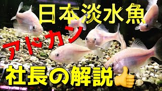 【日本淡水魚】超レアな【タナゴ】とか【カネヒラ】を"土浦観賞魚"社長からマナブYouTube