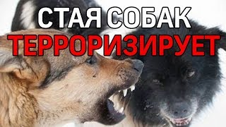 В Ухте стая бездомных собак охотится на жителей. Видео от первого лица В Ухте стая бездомных собак охотится на жителей. Видео от первого лица