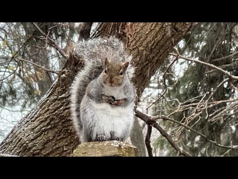 Gray Squirrel is Chirping and Barking to announce Snow Started - YouTube