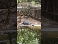 Crocodile @Madras Crocodile Bank (Chennai Crocodile Park)#crocodile #nature #chennai #crocodilepark