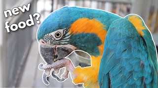 Getting a new macaw to eat healthy food (and bathe!)