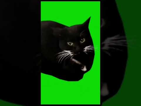 Кот Максвелл футаж