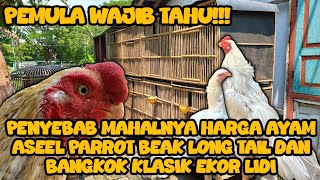 PENYEBAB MAHALNYA HARGA AYAM ASEEL PARROT BEAK LONG TAIL DAN EKOR LIDI #ayamekorlidi #ekorlidisuper