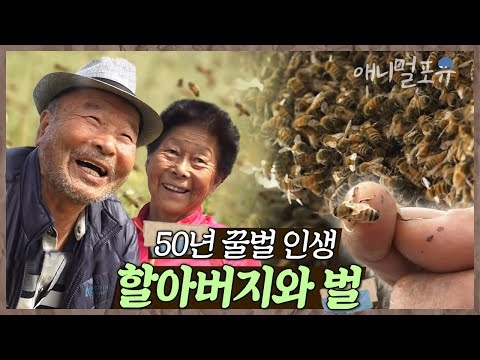 맨손으로 벌을 잡는 할아버지?!💥 매일 벌들과 전쟁이라는 50년 꿀벌 고수 노부부 🐝 | 홍열 할배의 오십 번째 5월 | KBS 인간극장 2018 방송