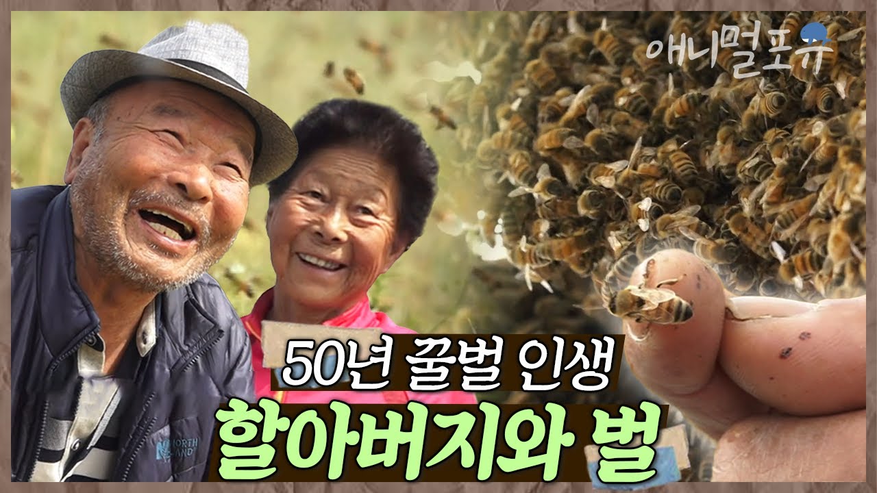 맨손으로 벌을 잡는 할아버지?!💥 매일 벌들과 전쟁이라는 50년 꿀벌 고수 노부부 🐝 | 홍열 할배의 오십 번째 5월 | KBS 인간극장 2018 방송