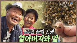 맨손으로 벌을 잡는 할아버지?! 매일 벌들과 전쟁이라는 50년 꿀벌 고수 노부부  | 홍열 할배의 오십 번째 5월 | KBS 인간극장 2018 방송