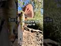 #automobile #fishing #cbum #fyp #shorts
