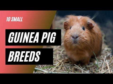 Top 10 Small Guinea Pig Breeds