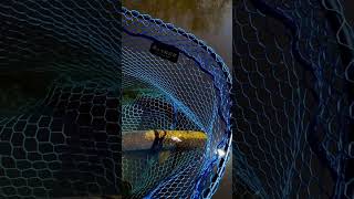 Two faced northern pike