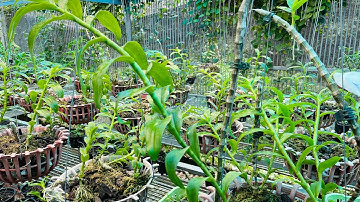 Chi Tiết Về Phòng Bệnh Cho Lan Bằng Nước Vôi Trong Hiệu Quả/Cung Cấp Canxi Cho Cây Phát Triển