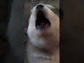 Who Will Be the Alpha Pup? | Too Cute! | Animal Planet