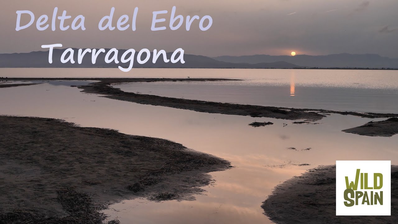 Wild Spain - Capítulo 133 - Parque Natural Delta del Ebro, Tarragona.