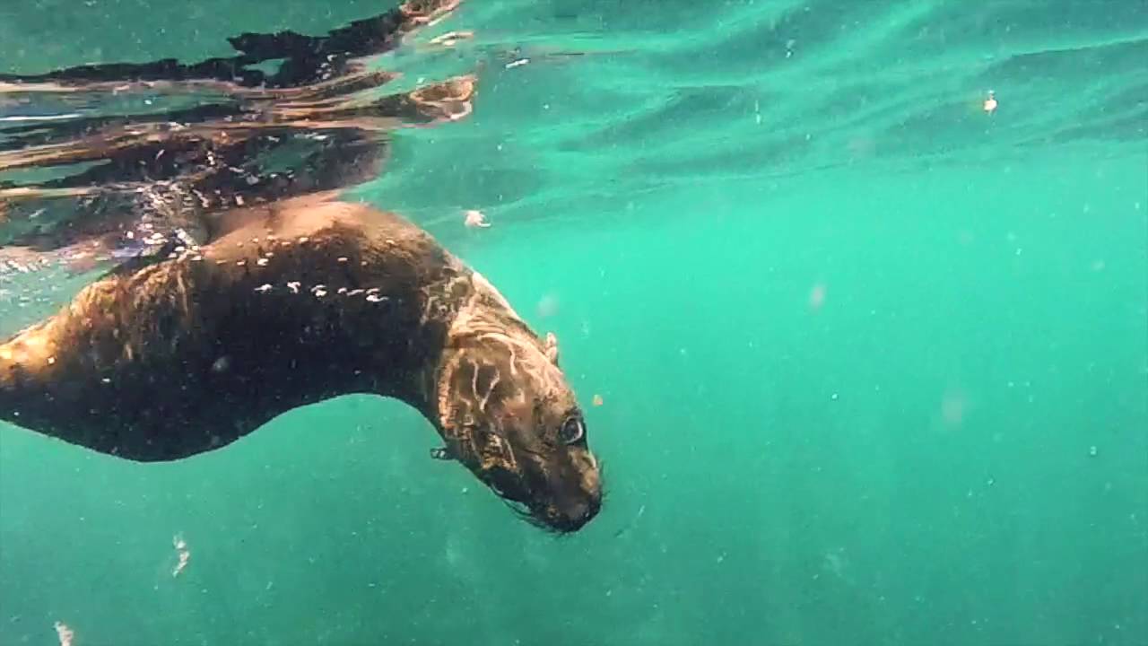 Seal Snorkeling with Cape Town Bucketlist (GOPRO HD) YouTube