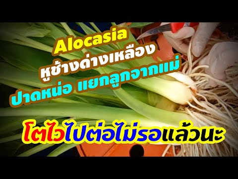 #Alocasiaหูช้างด่างเหลือง วิธีแยกหน่อลูกจากแม่ ไปต่อไม่รอแล้วนะ by กูบ้าไม้ด่าง