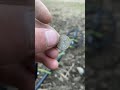 Наконец то Серебро!! В поисках викингов! #metaldetecting #камрады #коп #silver