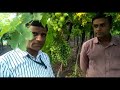 Grapes farming