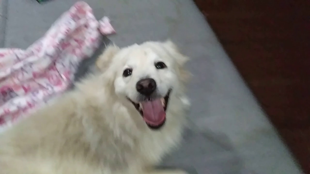 Resultado de imagen para great pyrenees humps