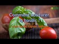 Comment bouturer le basilic  du basilic frais  volont rapidement et facilement