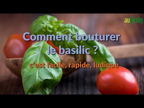 Vidéo: Propagation du basilic : comment propager le basilic