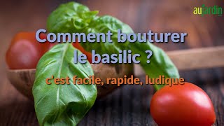 Comment bouturer le basilic ?