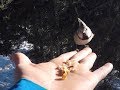 Hand Feeding Wild Forest Birds And Squirrels In Arosa