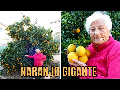 Video: Cultivo de naranjos: Información sobre el cuidado de un naranjo