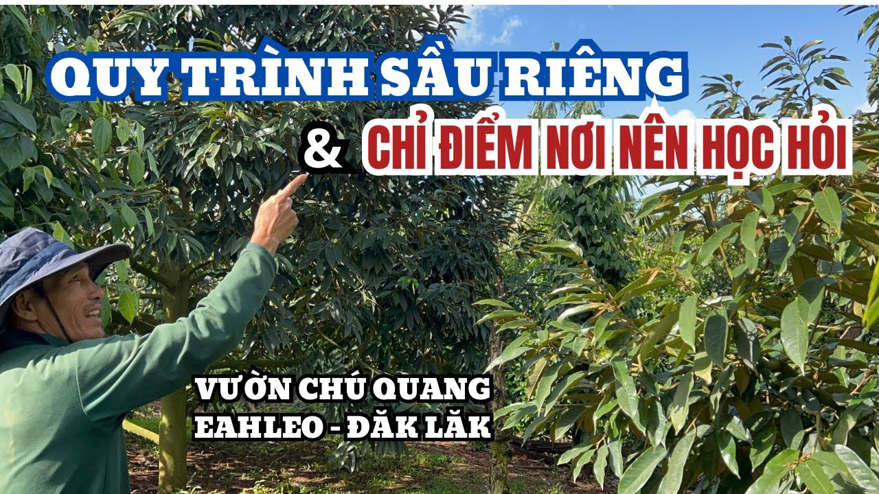 QUY TRÌNH CHĂM SÓC SẦU RIÊNG CÓ ÁP DỤNG ĐƯỢC KHÔNG? 
