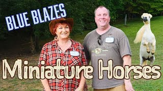 Blue Blazes Miniature Horses