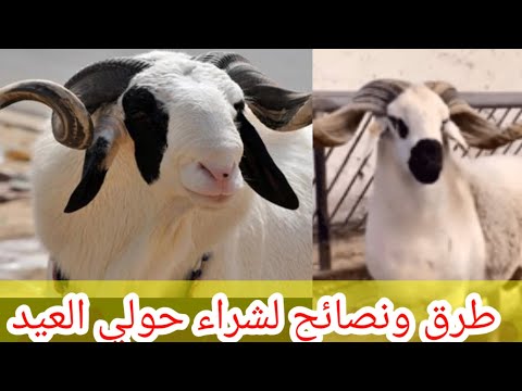 أجي تشوف نصائح حولي 2021 قبل ماتشمت في شراء الحولي