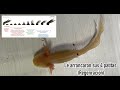 Le arrancaron sus bracitos a este ajolote (Capitulo 2 Hospital Axolotl)