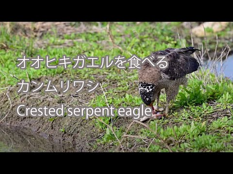 【オオヒキガエルを食べる】カンムリワシ Crested serpent eagle