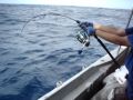 Smith AMJ 52EX with 12kg of drag of the reel !!