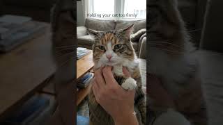 Mistake That Makes Cats Stop Trusting You 😿 | Cat Body Language Explained