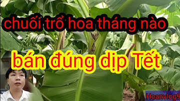 Chuối trổ hoa 15/7 âm lịch có kịp bán chuối tết, chuối trổ hoa tháng nào bán đúng dịp tết