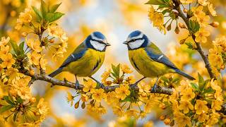 Melt Away Tension ✨ Relaxing Music for Stress Relief, Anxiety Relief & Beautiful 4K Nature