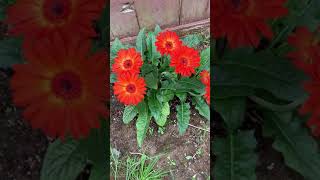 HOW TO CARE FOR GERBERA DAISY TO AVOID WILTING