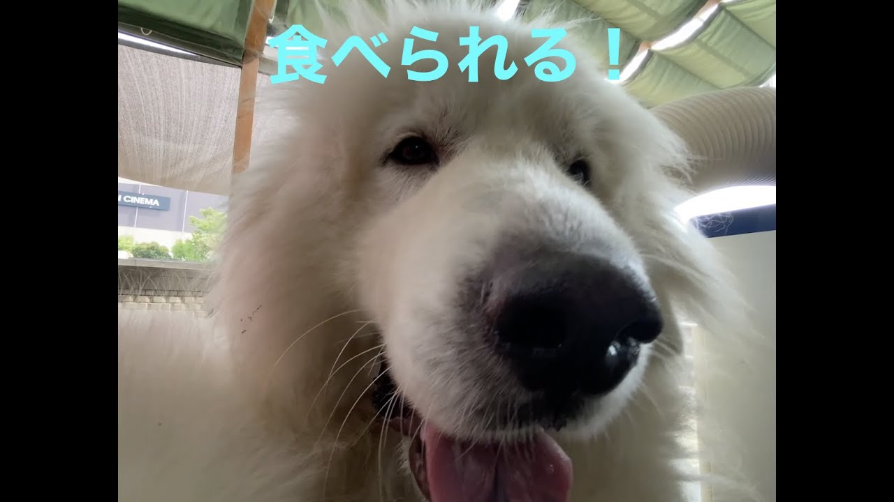 グレートピレニーズの　アップ顔