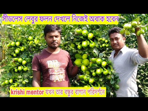 ভিডিও: লেবু বালাম: দরকারী সম্পত্তি, প্রয়োগ