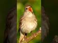 "Symphony of the Soul: The Avian Grace" #shortsfeed #birdsounds #wildlife #amazing #shorts
