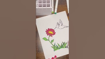 A hummingbird coloring page time lapse - hand drawn, digitized&colored by me✍️💻🎨 Link in bio🔝