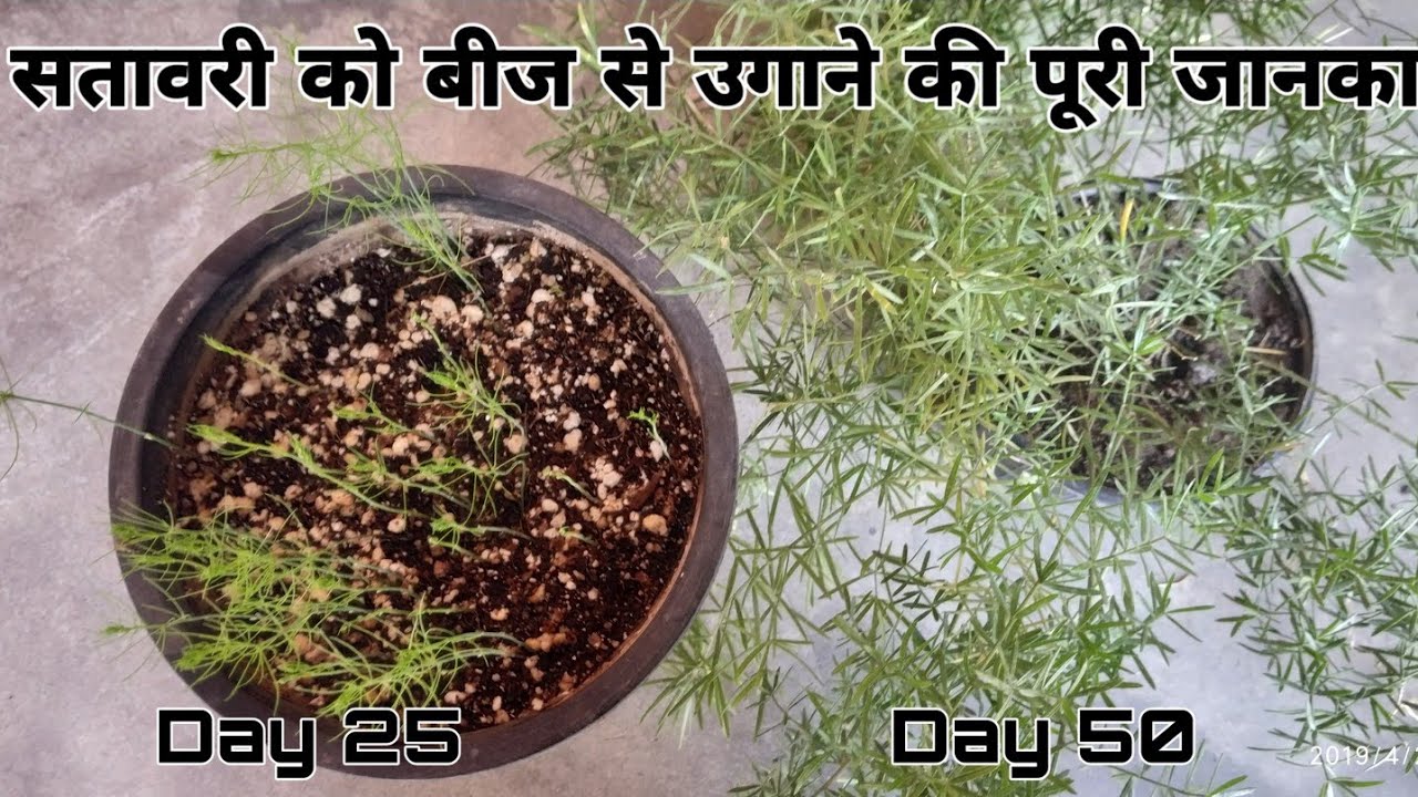How to grow asparagus from seed || सतावरी को बीज से उगाने का तरीका 60 दिन update