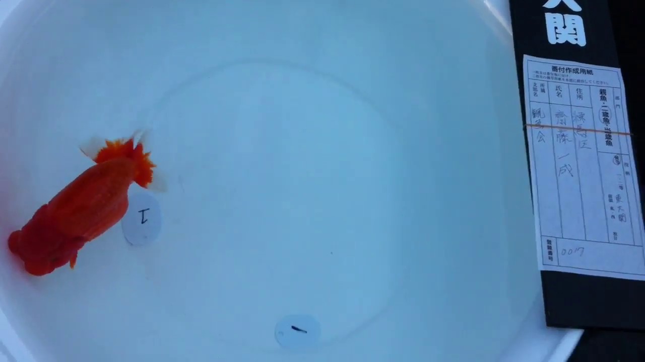 2016 All Japan Ranchu Show Nisai class - YouTube