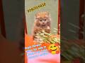Royal Persian ADORABLE 💥 KITTENS FOR SALE!" #shorts #viral #trending#song#dance #ytshorts#bollywood