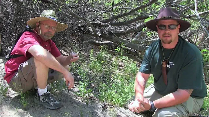 Wild Edible Plants: Mustard
