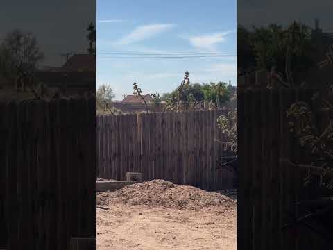 Video: Vogelbeobachtung in Albuquerque