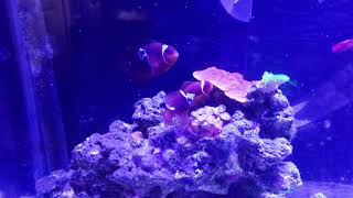 PAIRING Maroon Clownfish