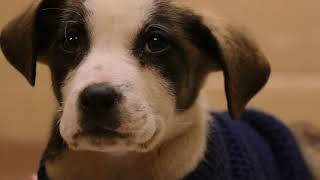 Saving Puppies from Parvovirus