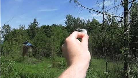 Tree Swallow getting feathers from my fingers