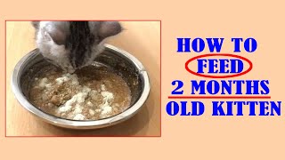 HOW TO FEED 2 MONTHS OLD KITTEN II KITTEN MEAL II AMERICAN SHORTHAIR KITTEN