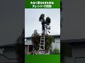 【杉花粉対策】育ちすぎた庭の杉の木をチェーンソーで伐採してみた。#shorts #スギ花粉症対策#庭木伐採#植木#庭木剪定#ガーデニング#外構工事